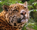 Jaguar, Edinburgh-Zoo