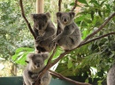 Koala-Schutzgebiet, Sydney