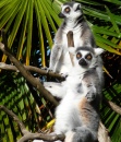 Lemuren, Auckland-Zoo