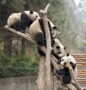 Riesenpandas in Wolong, China