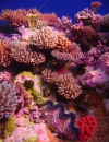 Korallengarten, Osprey Reef