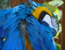 Macaw-Papagei im Gatorland, Orlando