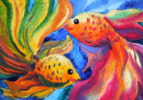 Goldfisch-Paar