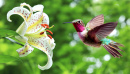 Kolibri neben einer Lilie