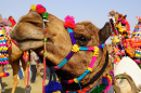 Kamelfest in Bikaner, Indien