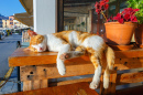 Rote Katze schläft auf einer Bank
