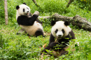 Pandas beim Mittagessen