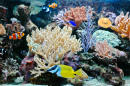 Tropische Fische im Aquarium