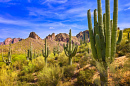 Blühende Saguaros in der Sonora-Wüste, Arizona