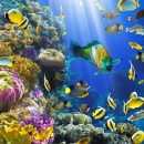 Tropischer Fisch auf einem Korallenriff