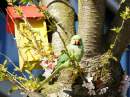 Papagei auf dem blühenden Baum