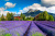 Sommer-Lavendelfeld, Österreich, Europa