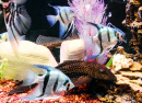 Färben Sie Fische in einem Riffaquarium
