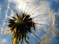 Pusteblume Regenbogen