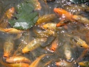 Ein Teich Voller Karpfenfische