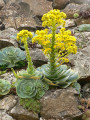 Aeonium Wandgarten