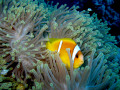Rotmeer-Anemonenfisch in Seeanemone