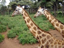 Giraffenzentrum, Nairobi