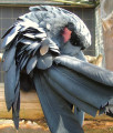 Schwarzer Macaw