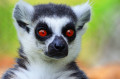 Lemure im Morelia-Zoo, Mexiko