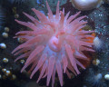 Rosa Seeanemone