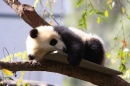 Baby Pandabär