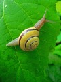 Schnecke