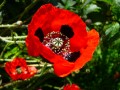 Mohn