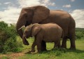 Addo-Elefanten-Nationalpark