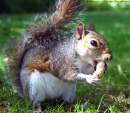Eichhörnchen im Greenwich Park, London