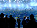 Georgia Aquarium