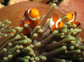 Anemonenfische