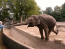 Balancierender Elefant