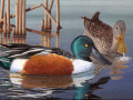 Duck Stamp Art Wettbewerb