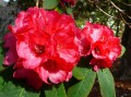 Rhododendren