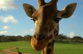 Die Giraffe ist das einzige Tier geboren mit Hörnern
