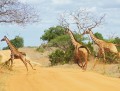 Tsavo-East-Nationalpark