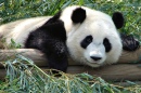 Panda Blick