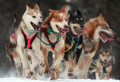 Iditarod Zeremonieller Start, Anchorage, Alaska