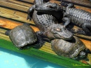 Schildkröten und Alligatoren Dösen im Gatorland