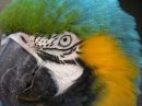 Blau-Gelber Macaw