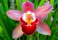 Orchidee