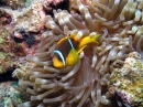 Anemonenfisch