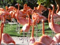 Flamingos