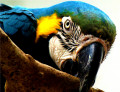 Blau-Gelber Macaw