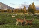 Tuolumne-Wiese, Yosemite