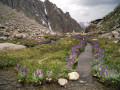 Alpenblumen bei Ala-Archa