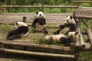 Pandabande
