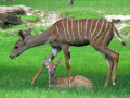 Kleiner Kudu