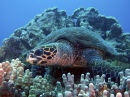 Echte Karettschildkröte, Hawaii